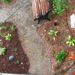 The happiness in my yard