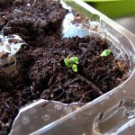 I'm a happy mini gardener now