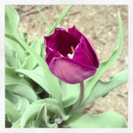 First Tulip of the Year has Bloomed in my Yard