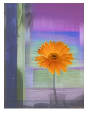 Daisy by JGoode
