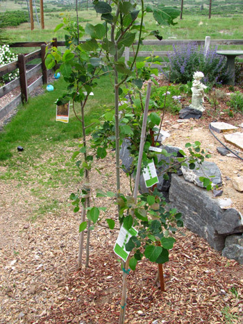 small aspen trees in the garden