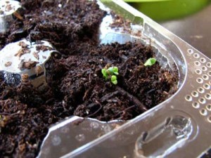 Butter lettuce sprouting