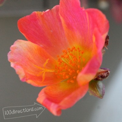 Purslane flower