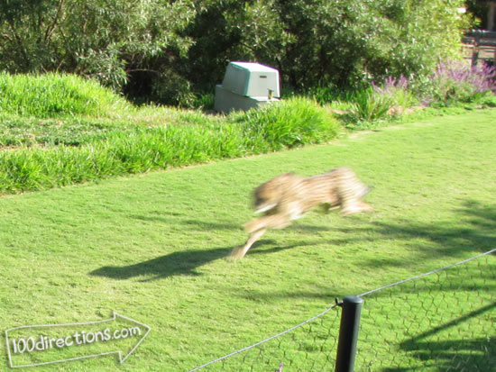 San Diego Zoo Safari Park Cheetah Run - seriously fast!