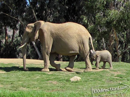 San Diego Zoo Safari Park 3 week old baby elephant and mamma