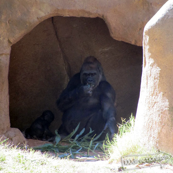 San Diego Zoo Safari Park baby gorilla