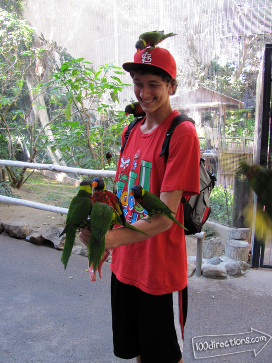 San Diego Zoo Safari Park lorikeets