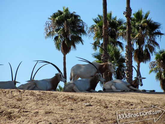 San Diego Zoo Safari Park resting in the shade on a beautiful day