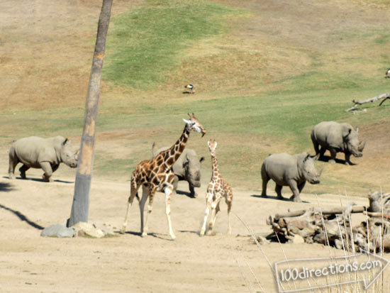 San Diego Zoo Safari Park rhinos and giraffes
