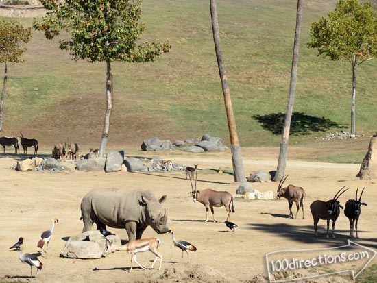 San Diego Zoo Safari Park animals on the African plains
