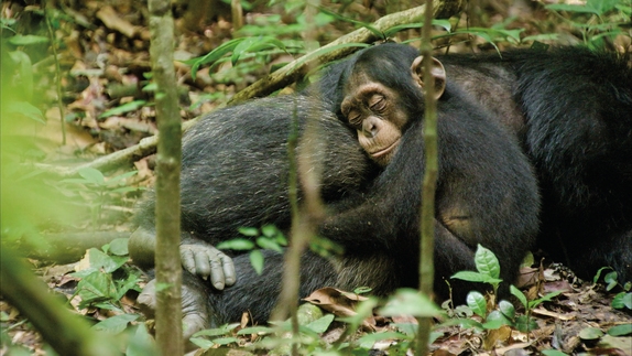 Sleeping chimpanzee