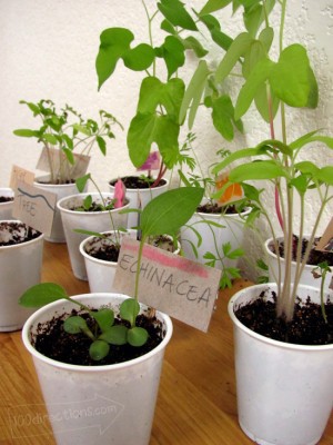 grow a garden inside
