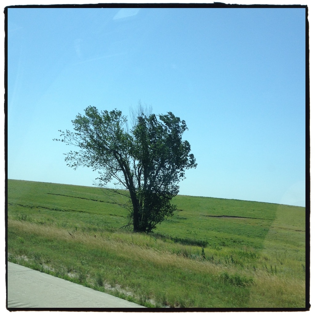 A tree in Kansas