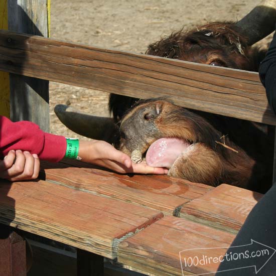 We even fed a bull on the way to the pumpkin patch
