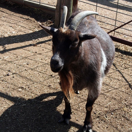 We fed a couple goats