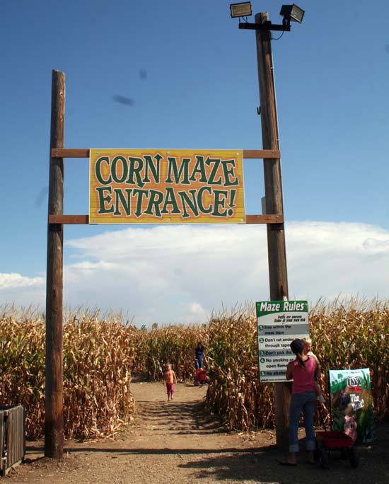 huge corn mazes