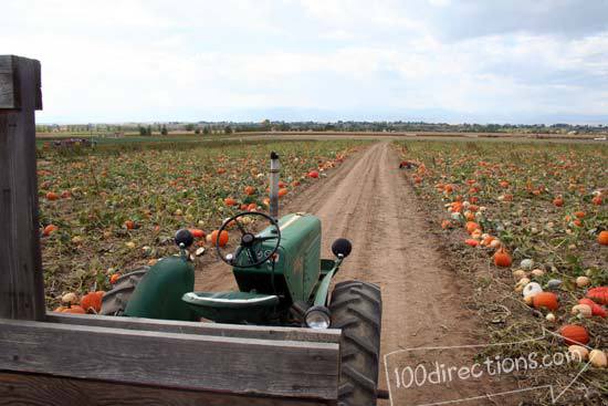 Out at the pumpkin patch