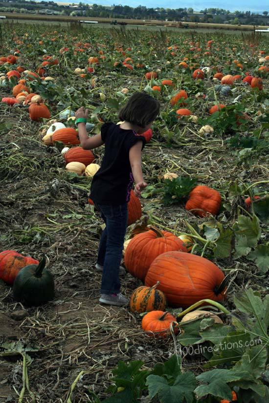 so many choices, we couldn't pick just one pumpkin