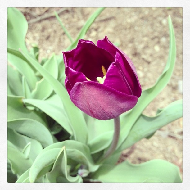 First tulip bloom of the year First tulip bloom of the year