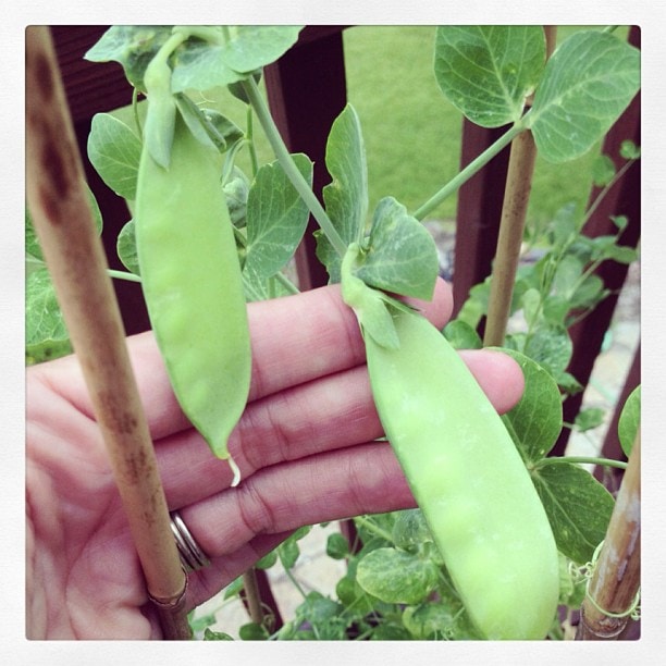 Sweet peas growing on my deck Sweet peas growing on my deck