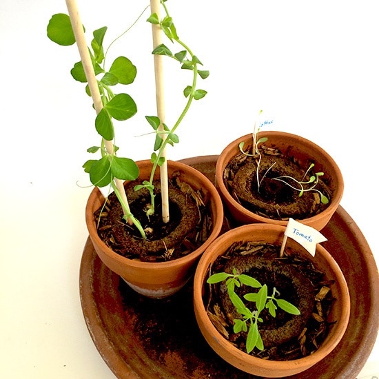 My Gro-ables at growing!