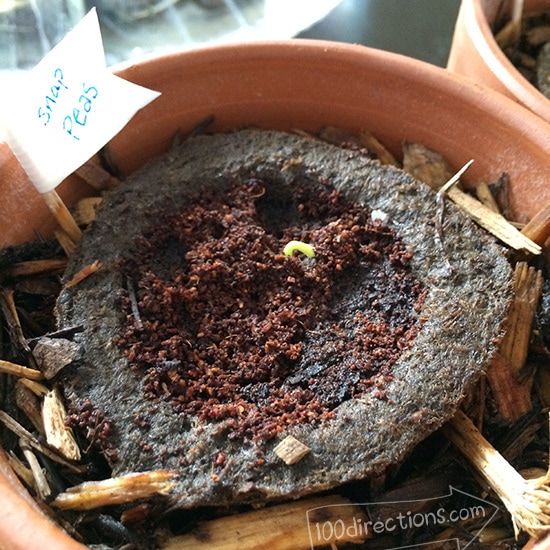 Snap peas sprouting 4 days after planting!
