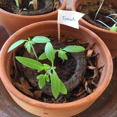 Grow your own tomato plant