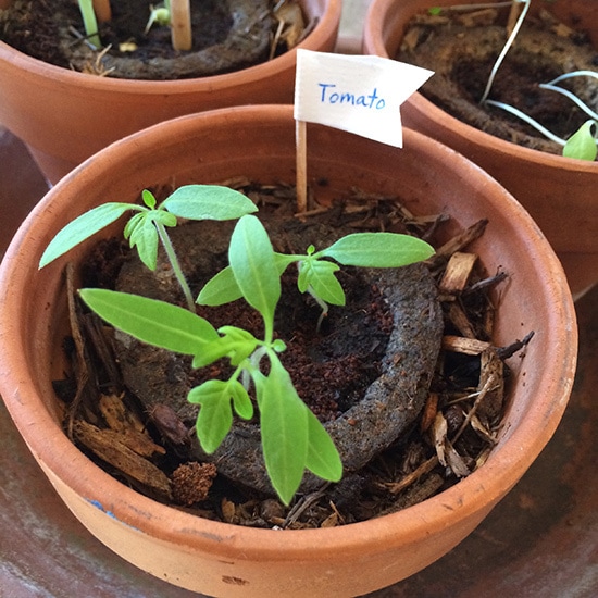 My happy little Gro-ables tomato plants
