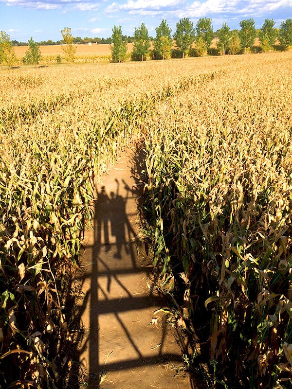 Hi from the Corn Maze