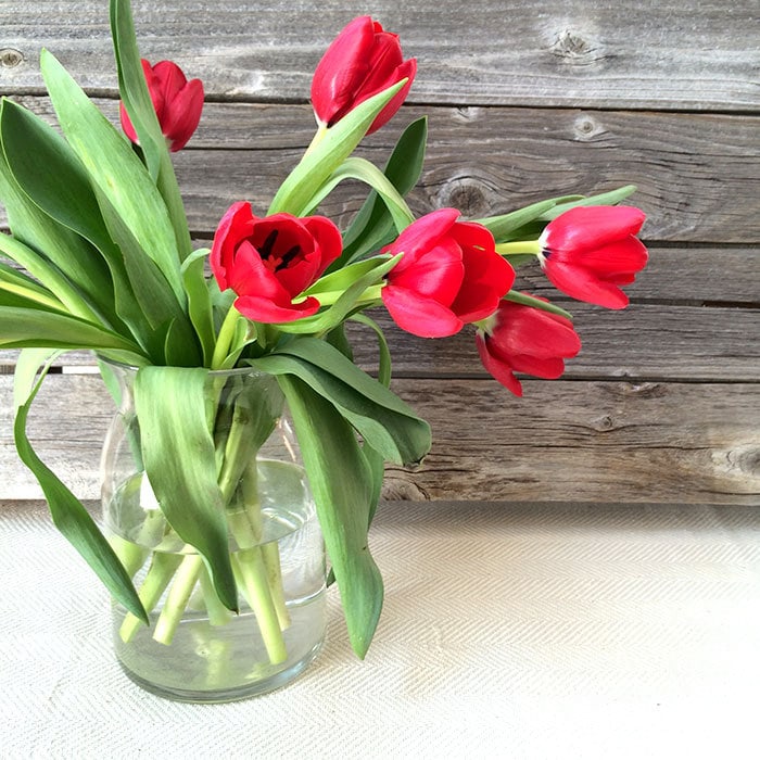 Valentine's Day Tulips