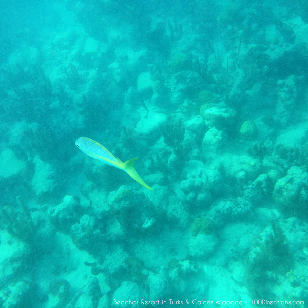 Fish under water at Beaches Resort in Turks & Caicos