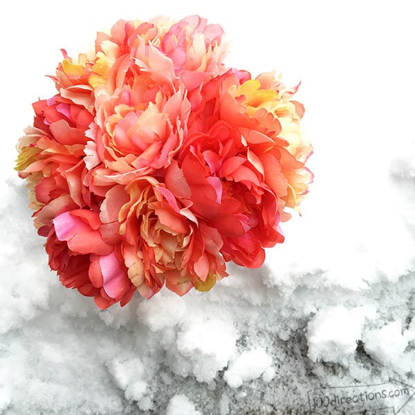 Spring flowers in the snow in Colorado