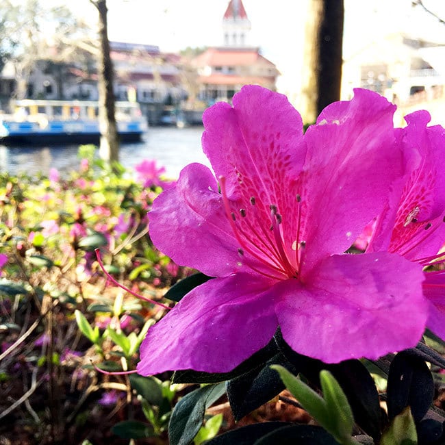 Pretty Art Inspiration from Disney's Port Orleans