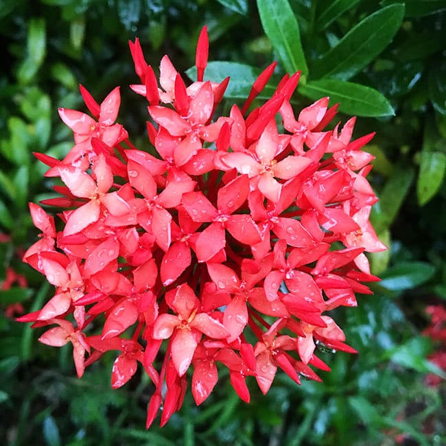 Beautiful flowers and gardens at Beaches Resort in Negril, Jamaica