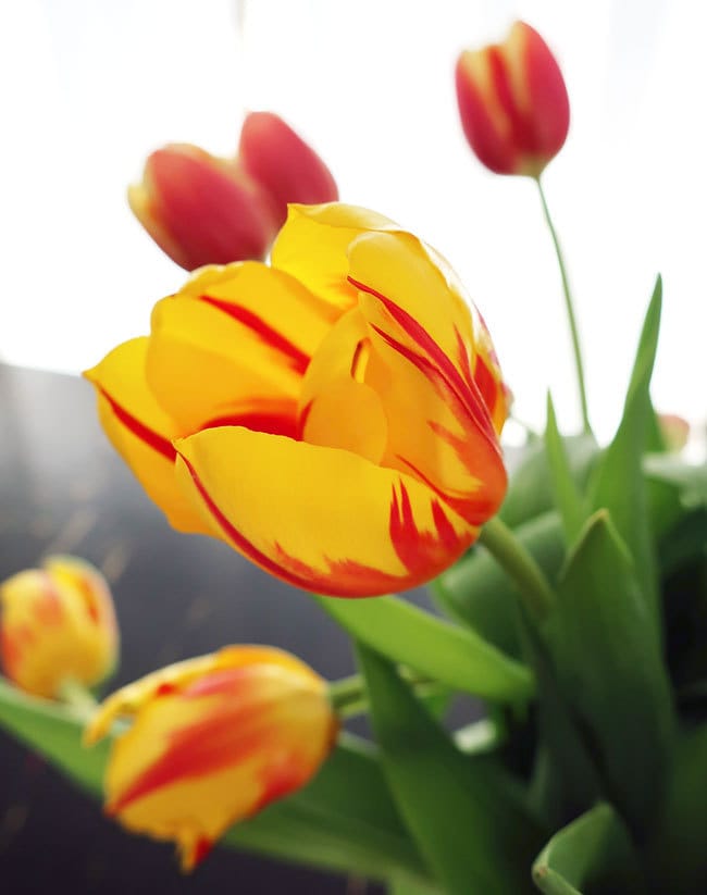Spa Day Ideas - pretty tulips