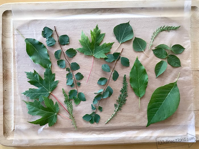 fresh leaves are the key to nice leaf rubbing art