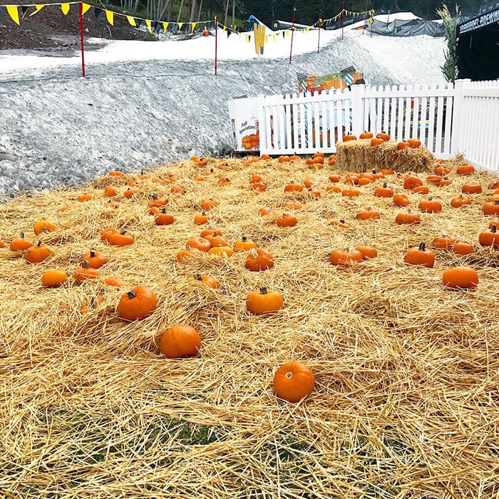 Pumpkin Patch - pick your own pumpkin to paint