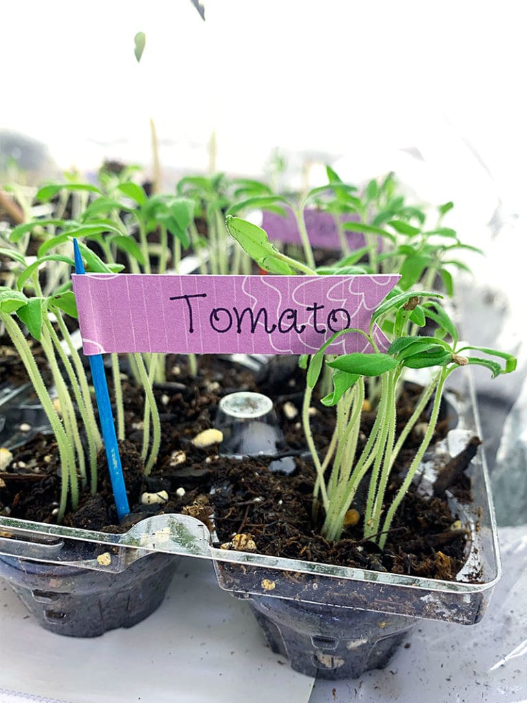 Make mini garden picks and label all your seed plantings - fun family activity - designed by Jen Goode