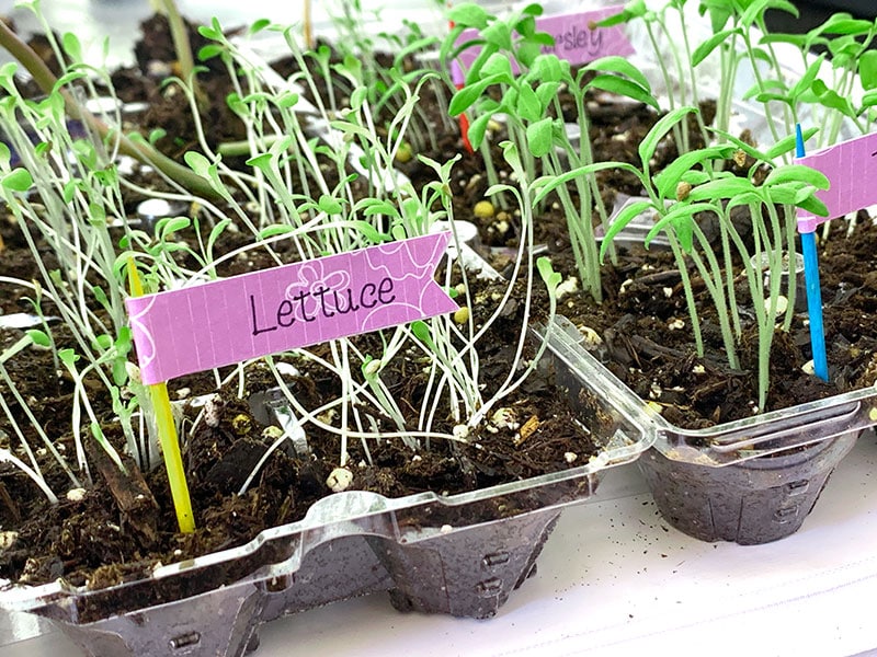 Label all your little seed gardens with mini garden picks