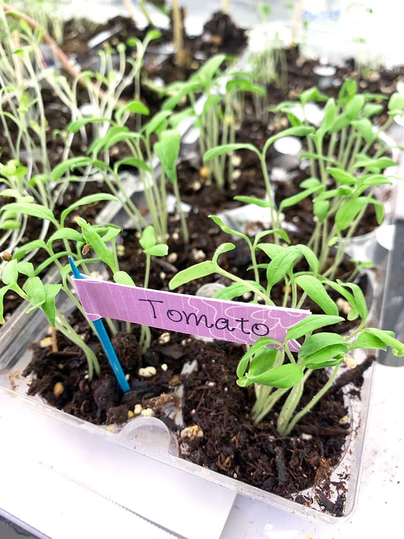 Quick and Easy Mini Garden Picks with Your Cricut 100 Directions